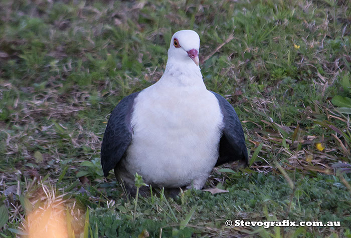 White Headed Pigeon Columba Leucomela Stevografix