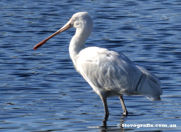 Spoonbill Yellow-billed at Seaford Wetlands, Vic