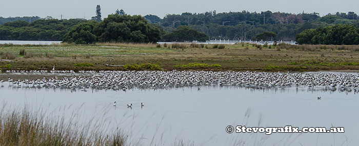 Red-necked Avocets flock