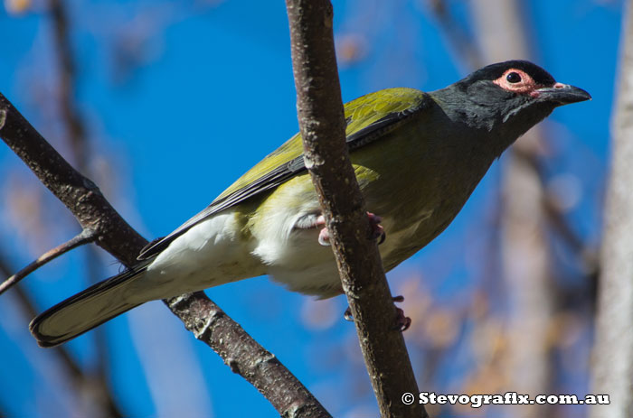 Male Australasian Figbird