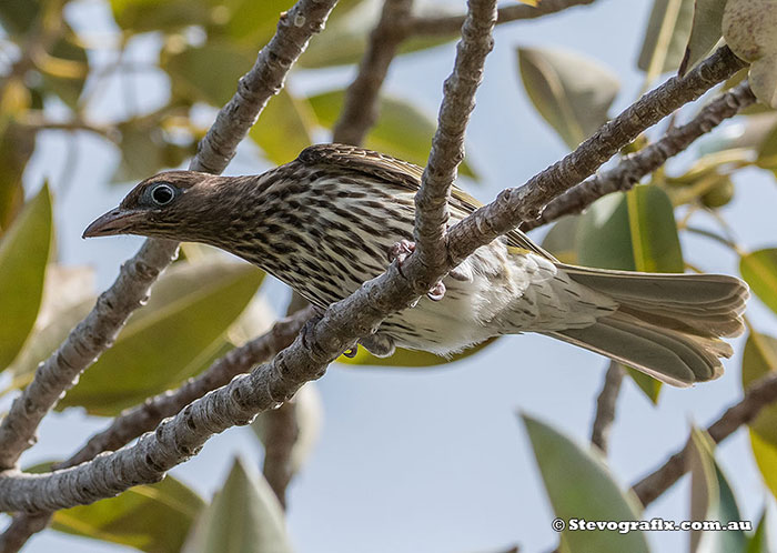 Australasian Figbird