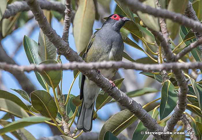 Australasian Figbird