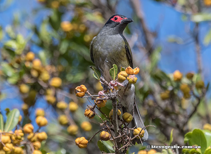 Male Australasian Figbird