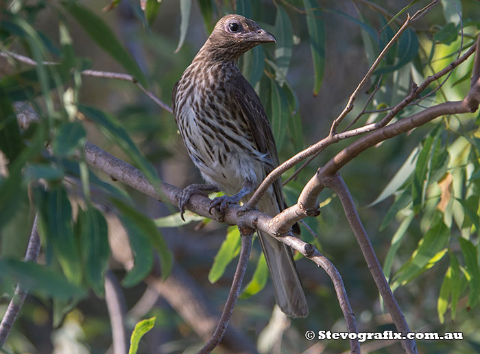 Female Australasian Figbird