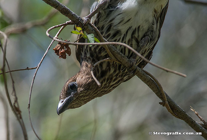 australasian Figbird