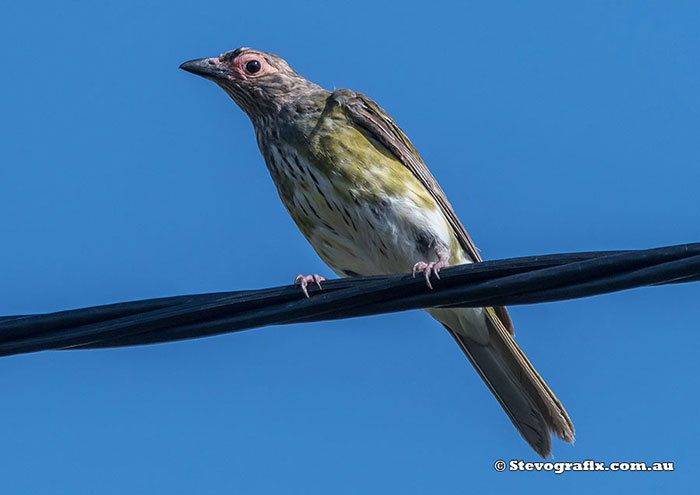 Australasian Figbird