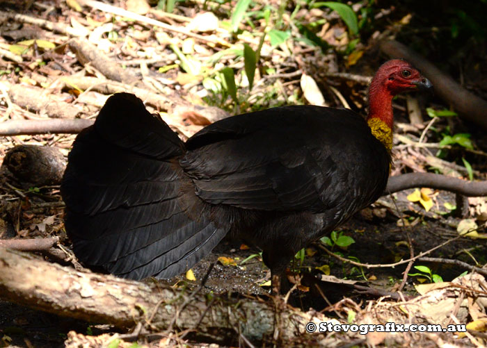 Male Australian Brush Turkey