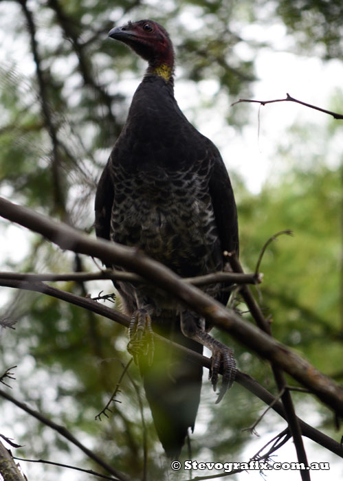 Australian Bush Turkey at Bambara