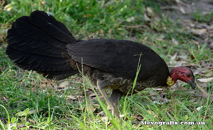 Male Australian Brush Turkey, Copacabana, NSW Sept 2013.