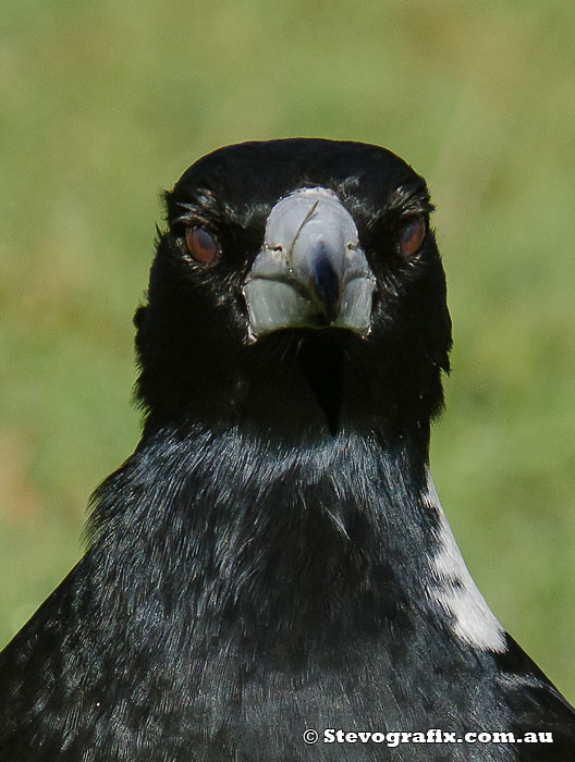 Australian Magpie close-up