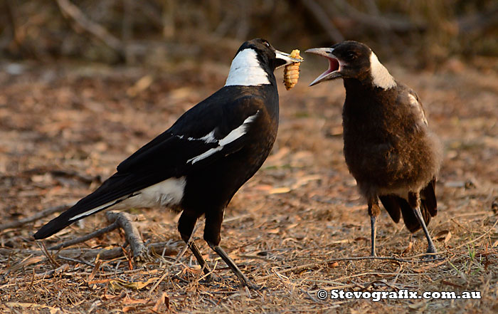 Australian Magpie feeding young