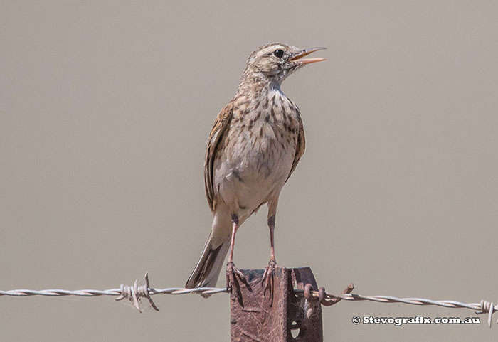 Australasian Pipit