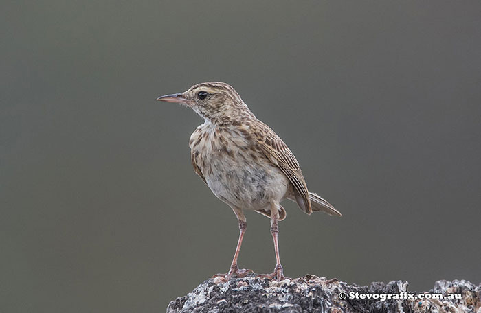 Australasian Pipit