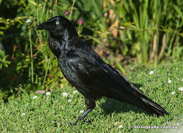 Australian Raven