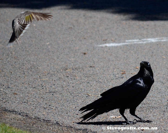 Australian Raven being attacked by noisy miner