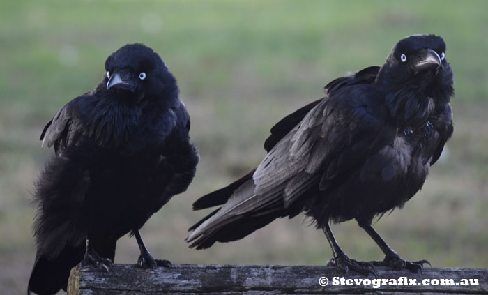 Young Australian ravens or crows