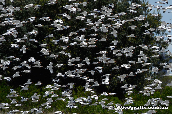 The Red-necked Avocet Flock at Stockton, NSW Dec 2013