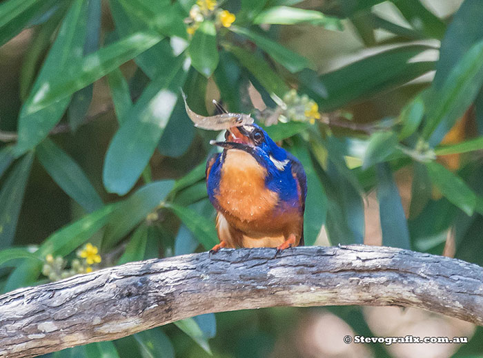 Azure Kingfisher with fish