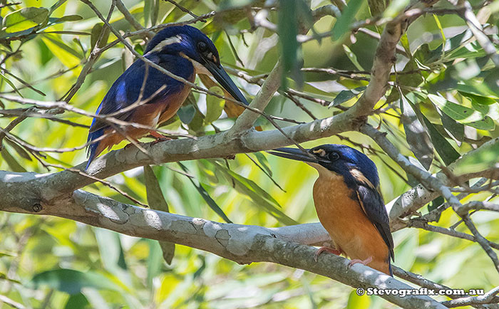 Azure Kingfishers