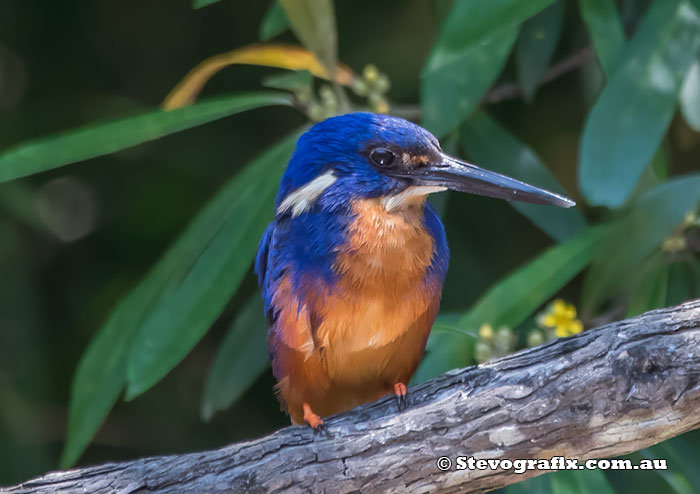 Azure Kingfisher