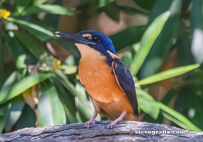 Azure Kingfisher