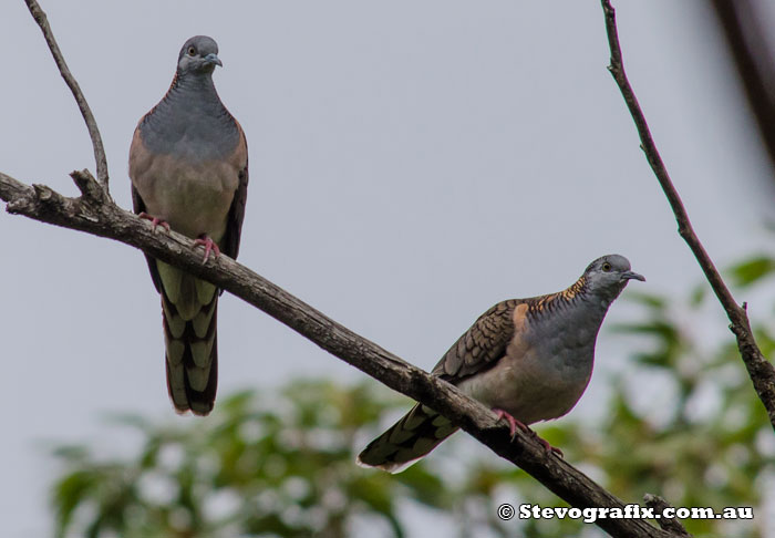 Bar-shouldered Dove at Bambara forest