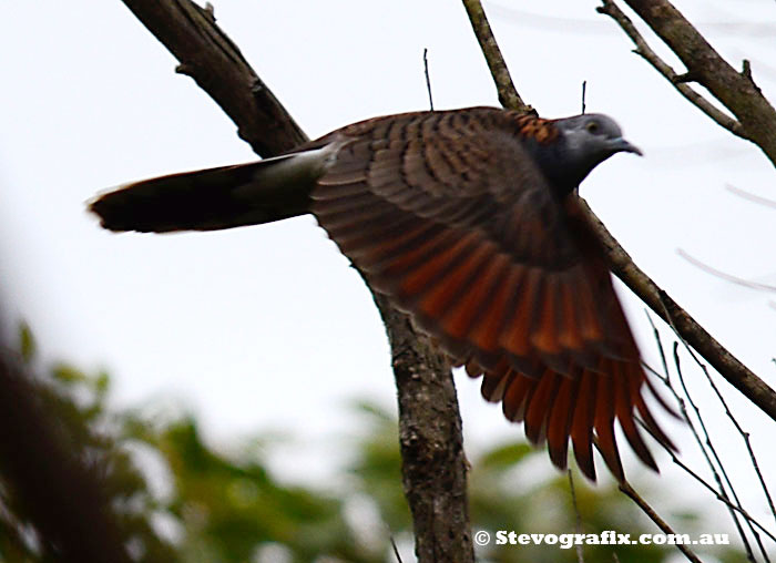 bar-shouldered Dove in flight at Bambara Forest