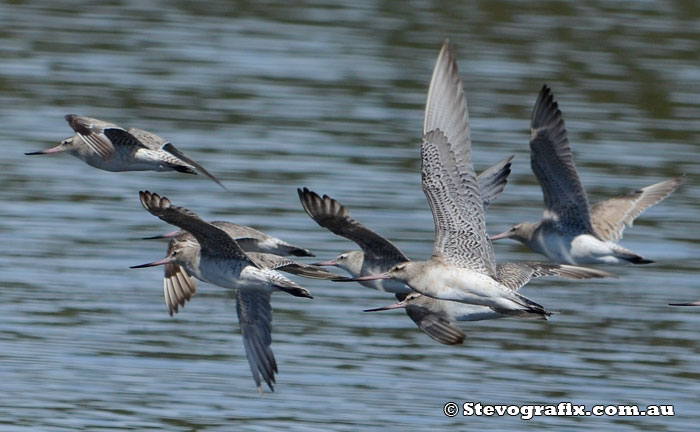 Bar-tailed Godwits flying
