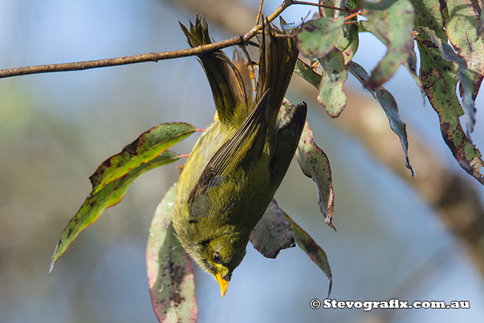 Bell Miner