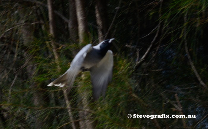 Black-faced cuckoo-shriek in flight