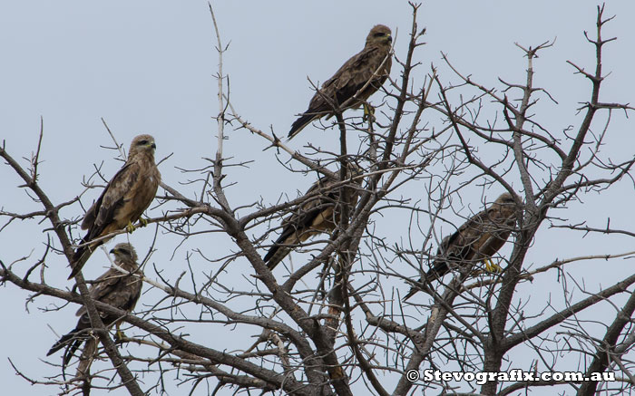 Five black hawks perched in tree