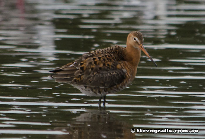 Black-tailed Godwit in breeding colours
