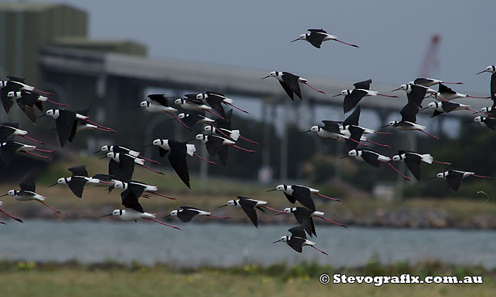 Black-wiinged Stilt flock in flight