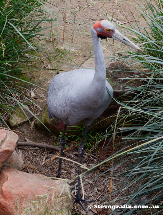 Brolga at Reptile Park, Somesby, NSW