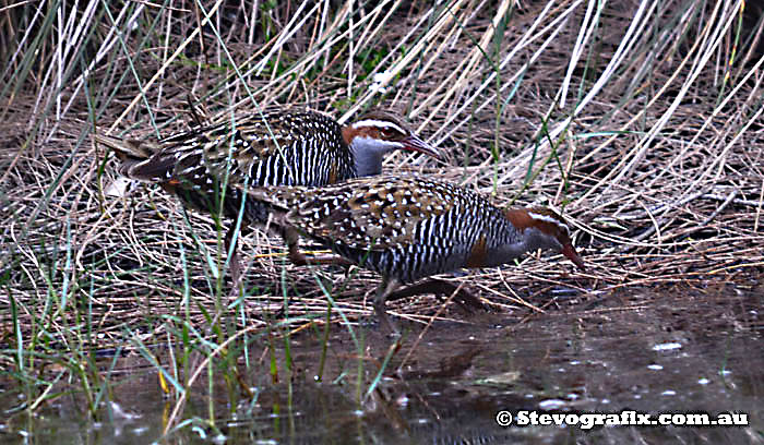 Pair of Buff-banded Rails