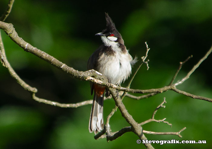 Red-wiskered Bulbul
