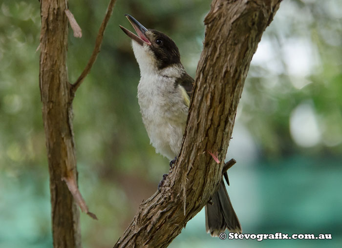 Grey Butcherbird 