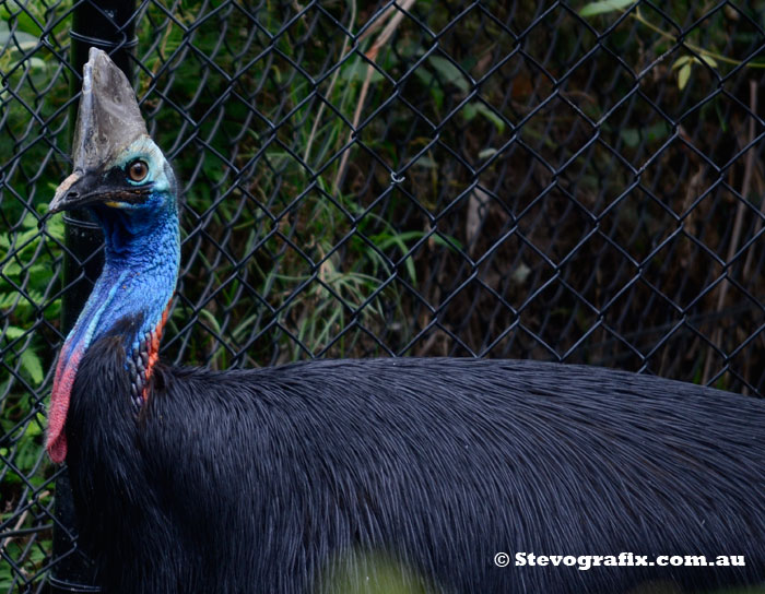 Southern Cassowary at Reptile Park, Somesby, NSW