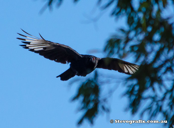 White-winged Chough in flight displaying white wings