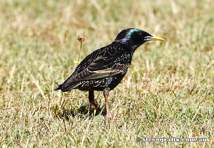 Common or European Starling