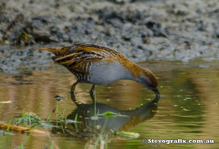 Baillon's Crake