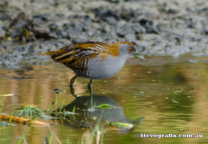 Baillon's Crake