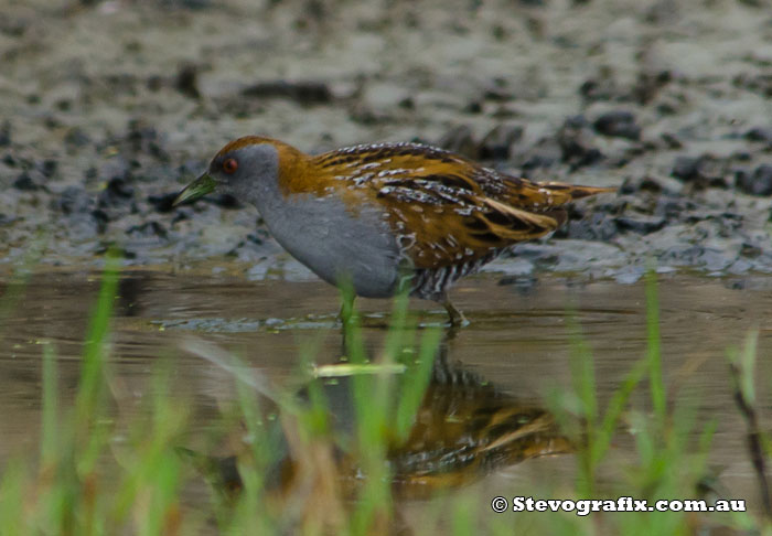 Baillon's Crake