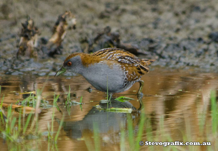 Baillon's Crake