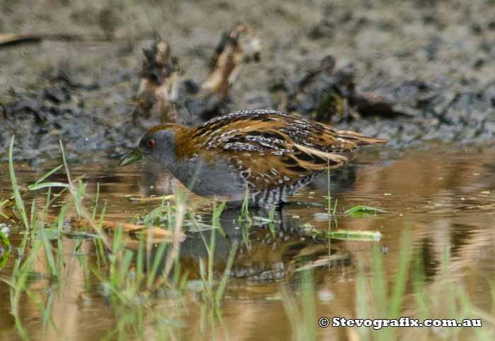 Baillon's Crake