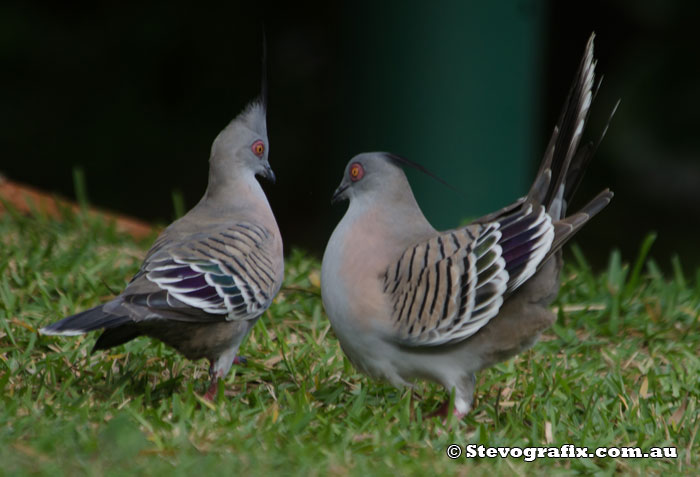 Crested Pigeon courtship
