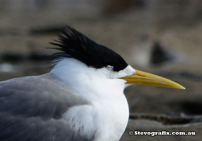 Crested tern Close-up