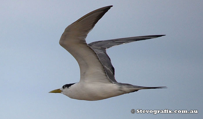 crested Tern flying