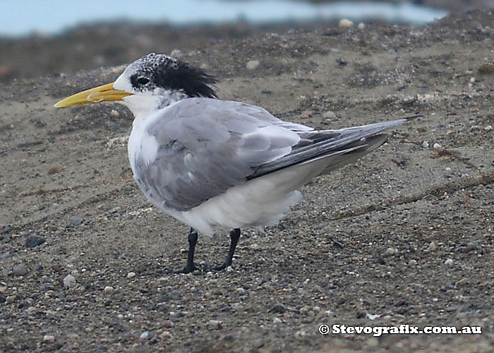 Young Crested Tern