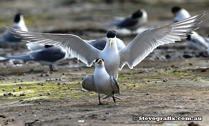 Crested Terns mating